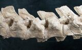 Articulated Platecarpus (Mosasaur) Verts - Kansas #8641-5